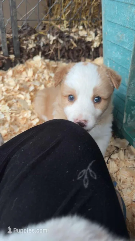 Female cream  – Australian Shepherd, Border Collie puppy for sale in Centuria, WI