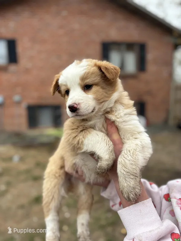 Female cream  – Australian Shepherd, Border Collie puppy for sale in Centuria, WI