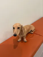 Buttercup, a female Miniature Dachshund for sale in Centuria, WI – 4 of 5