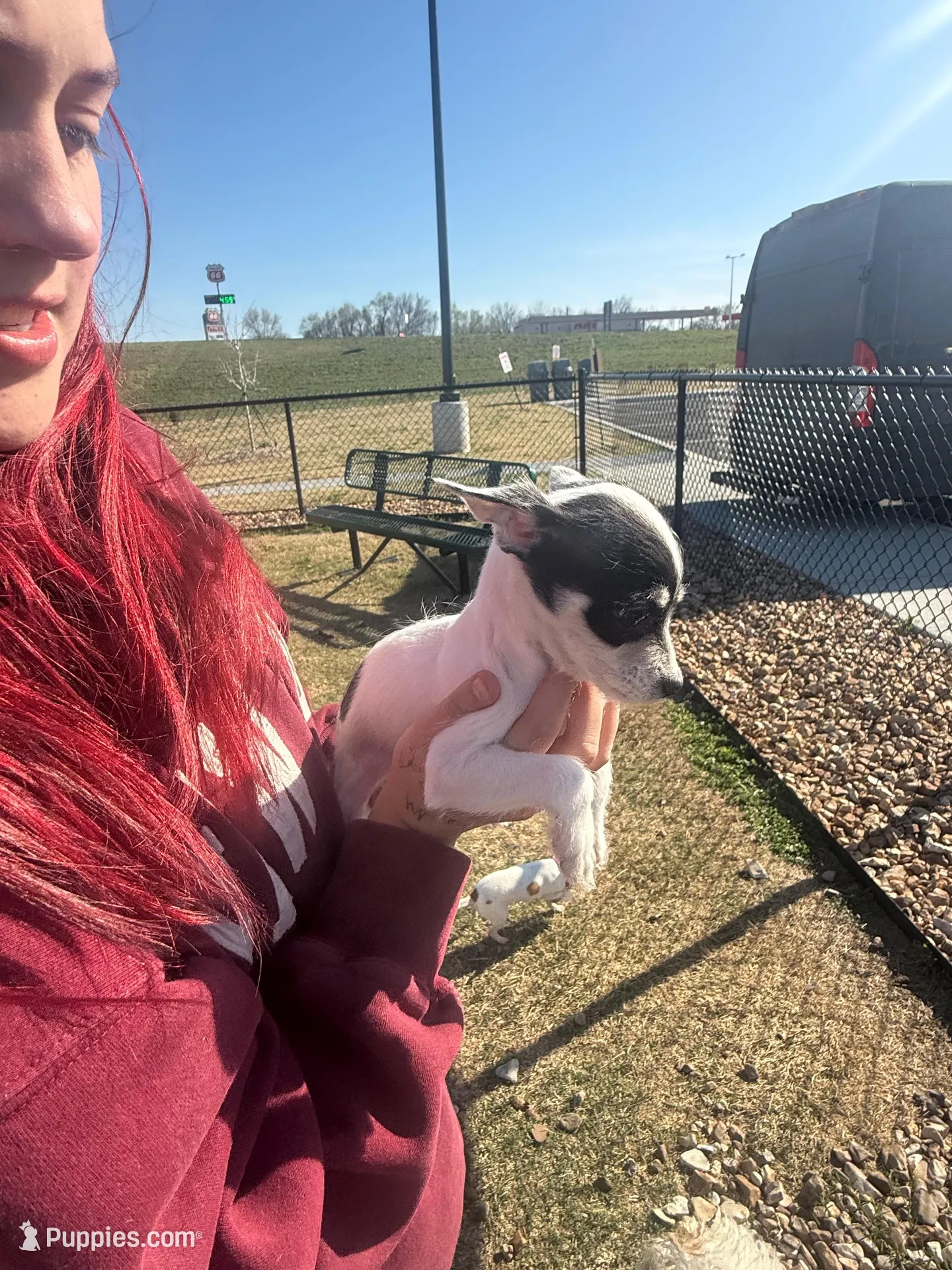 Tea cup wire hair, a female Chihuahua for sale in Centuria, WI – Photo 4 of 4