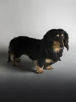 Stud Cadillac Robinson Black and Cream LH, a male Miniature Dachshund for sale in Centuria, WI – Photo 2 of 4