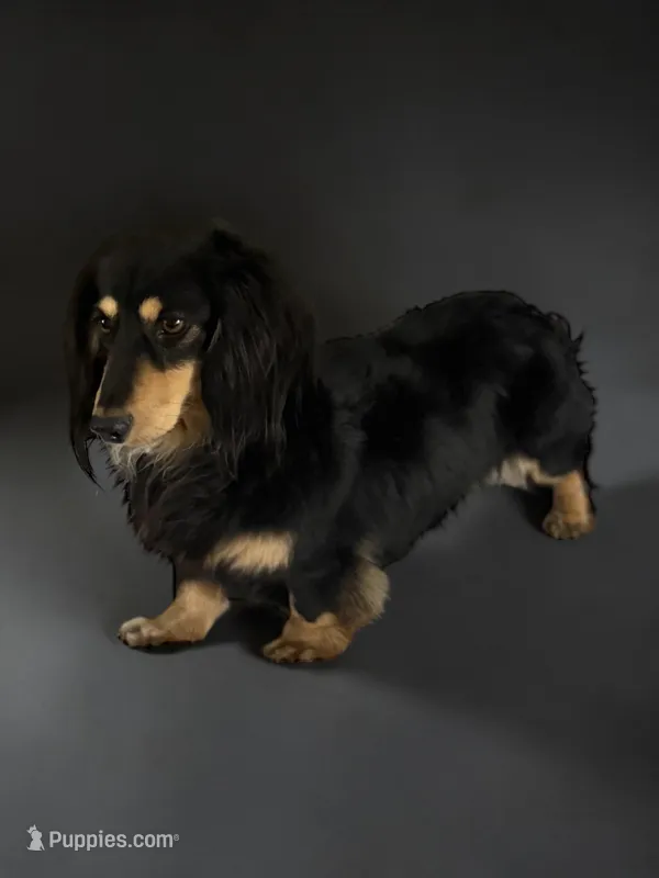 Stud Cadillac Robinson Black and Cream LH – Miniature Dachshund puppy for sale in Centuria, WI