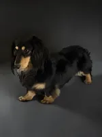 Stud Cadillac Robinson Black and Cream LH, a male Miniature Dachshund for sale in Centuria, WI – Photo 1 of 4