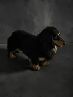 Stud Cadillac Robinson Black and Cream LH, a male Miniature Dachshund for sale in Centuria, WI – Photo 4 of 4