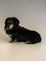 Stud Cadillac Robinson Black and Cream LH, a male Miniature Dachshund for sale in Centuria, WI – Photo 3 of 4