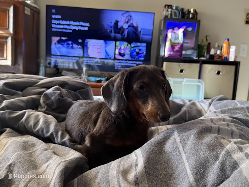 Jaws/JayZ – Miniature Dachshund puppy for sale in Centuria, WI