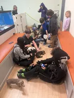 Jaws/JayZ, a male Miniature Dachshund for sale in Centuria, WI – Photo 7 of 7