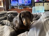 Jaws/JayZ, a male Miniature Dachshund for sale in Centuria, WI – Photo 6 of 7