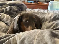 Jaws/JayZ, a male Miniature Dachshund for sale in Centuria, WI – Photo 4 of 7