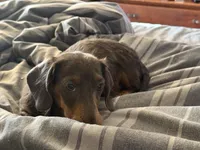 Jaws/JayZ, a male Miniature Dachshund for sale in Centuria, WI – Photo 3 of 7