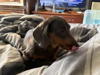 Jaws/JayZ, a male Miniature Dachshund for sale in Centuria, WI – Photo 5 of 7