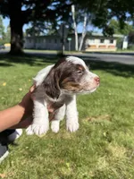 Basil, a male Yorkshire Terrier and Miniature Dachshund for sale in Centuria, WI – 3 of 10
