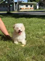 Syrup, a female Maltipoo for sale in Centuria, WI – 7 of 9