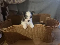 Tutu, a female Yorkshire Terrier for sale in Centuria, WI – Photo 2 of 6