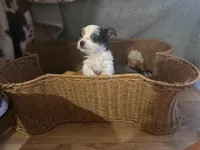 Tutu, a female Yorkshire Terrier for sale in Centuria, WI – Photo 4 of 6