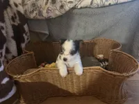 Tutu, a female Yorkshire Terrier for sale in Centuria, WI – Photo 3 of 6