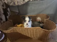 Tutu, a female Yorkshire Terrier for sale in Centuria, WI – Photo 5 of 6