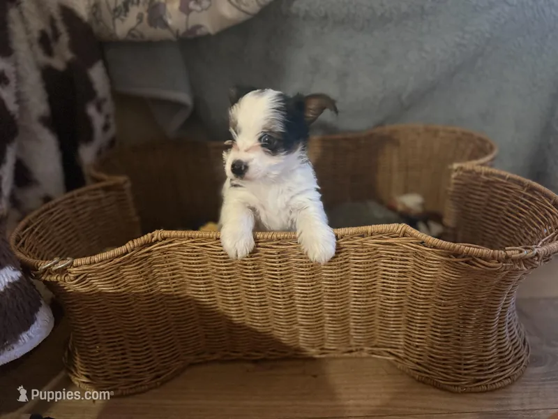 Tutu, a female Yorkshire Terrier for sale in Centuria, WI – Photo 1 of 6