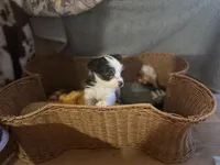 Tutu, a female Yorkshire Terrier for sale in Centuria, WI – Photo 6 of 6