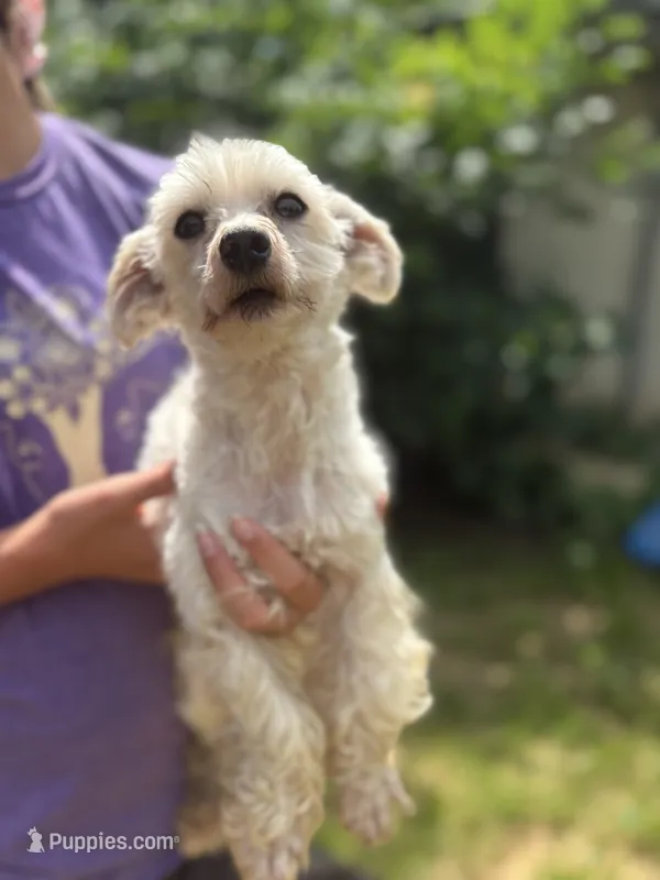 Maverick – Maltese puppy for sale in Centuria, WI