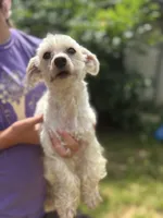 Maverick, a male Maltese for sale in Centuria, WI – 1 of 4