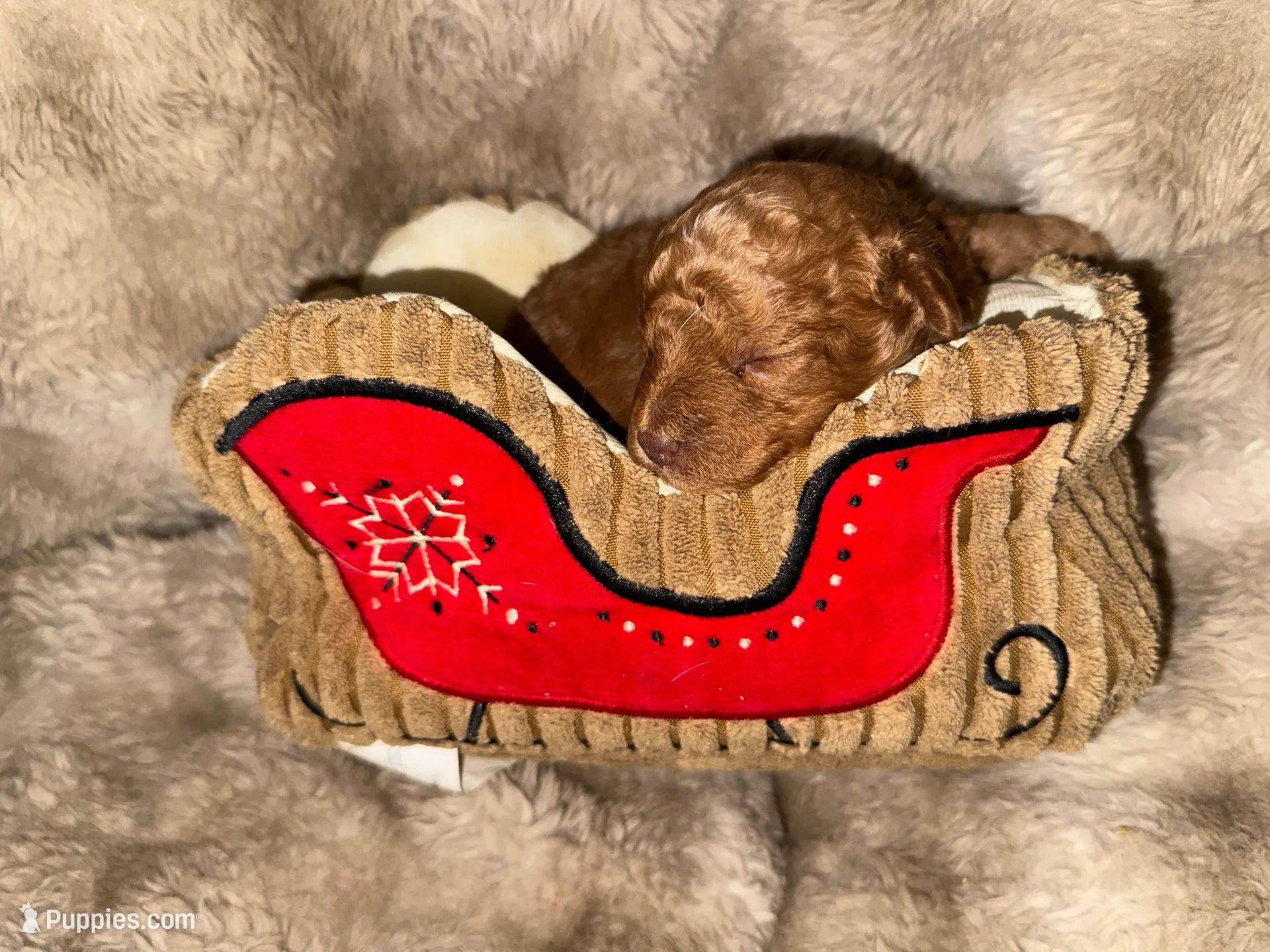Lil Red, a male Poodle - Toy  for sale in Centuria, WI – Photo 2 of 10