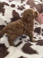 Red male, a male Poodle - Toy  for sale in Centuria, WI – Photo 10 of 10
