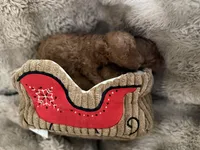 Red male, a male Poodle - Toy  for sale in Centuria, WI – Photo 2 of 10