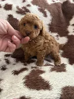 Red male, a male Poodle - Toy  for sale in Centuria, WI – Photo 8 of 10