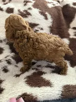 Red male, a male Poodle - Toy  for sale in Centuria, WI – Photo 9 of 10