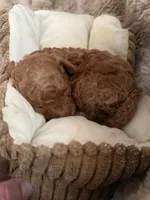 Red male, a male Poodle - Toy  for sale in Centuria, WI – Photo 3 of 10