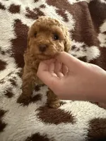 Red male, a male Poodle - Toy  for sale in Centuria, WI – Photo 5 of 10