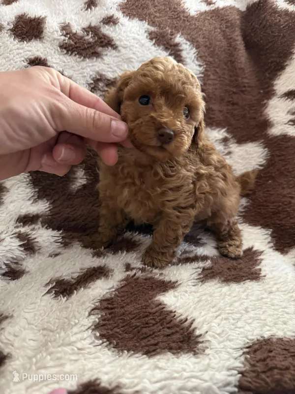 Red male – Poodle - Toy  puppy for sale in Centuria, WI