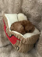 Red male, a male Poodle - Toy  for sale in Centuria, WI – Photo 4 of 10