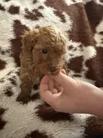 Red male, a male Poodle - Toy  for sale in Centuria, WI – Photo 6 of 10