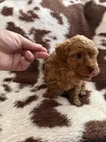 Red male, a male Poodle - Toy  for sale in Centuria, WI – Photo 7 of 10