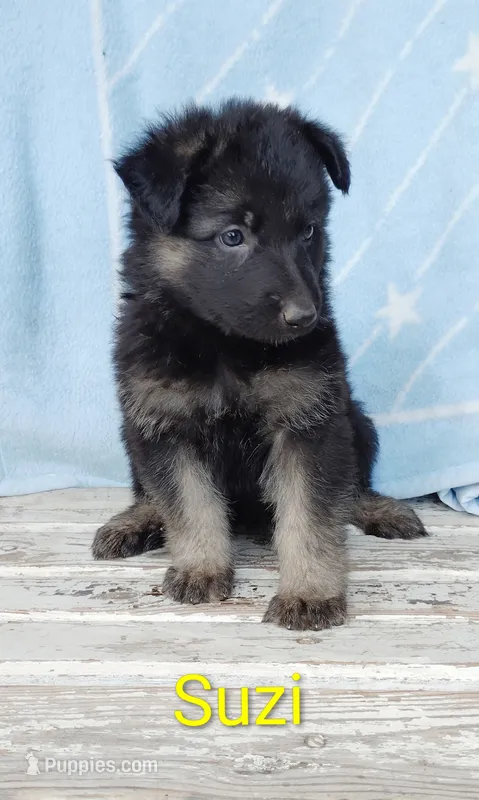 Suzi – German Shepherd Dog puppy for sale in Centuria, WI