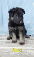 Suzi, a male German Shepherd Dog for sale in Centuria, WI – 1 of 1