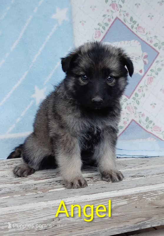 Angel – German Shepherd Dog puppy for sale in Centuria, WI