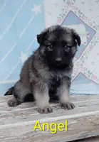 Angel, a male German Shepherd Dog for sale in Centuria, WI – 1 of 2