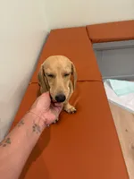 Buttercup, a female Miniature Dachshund for sale in Centuria, WI – 1 of 5