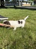 Basil, a male Yorkshire Terrier and Miniature Dachshund for sale in Centuria, WI – 8 of 10