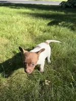 Courage, a female Dachshund and Pomeranian for sale in Centuria, WI – 3 of 9