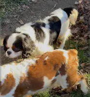 Reba, a female Cavalier King Charles Spaniel for sale in Centuria, WI – Photo 1 of 2