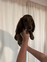 Tiger, a male Miniature Dachshund for sale in Centuria, WI – Photo 2 of 6