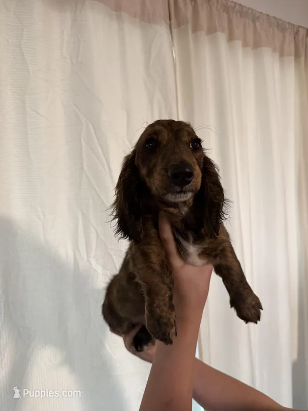 Tiger – Miniature Dachshund puppy for sale in Centuria, WI