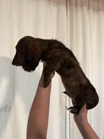 Tiger, a male Miniature Dachshund for sale in Centuria, WI – Photo 5 of 6