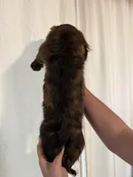 Tiger, a male Miniature Dachshund for sale in Centuria, WI – Photo 6 of 6