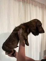 Tiger, a male Miniature Dachshund for sale in Centuria, WI – Photo 4 of 6