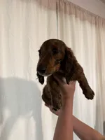 Tiger, a male Miniature Dachshund for sale in Centuria, WI – Photo 3 of 6